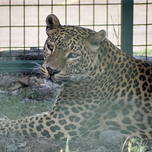 Sri Lankan Leopard