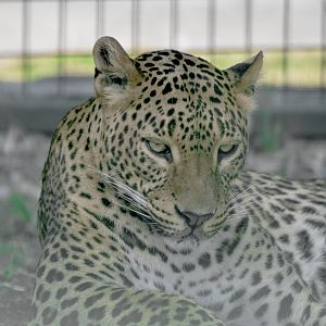 Sri Lankan Leopard