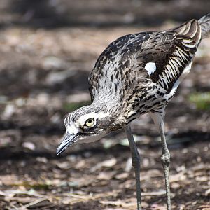 Bush Stone-Curlew - wild