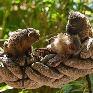 Pygmy Marmosets