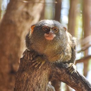Pygmy Marmoset