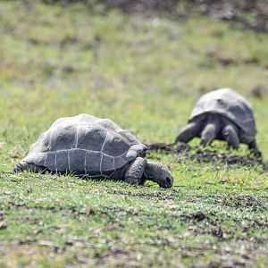Aldabra Giant Tortoises