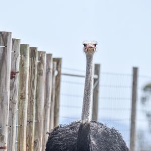 Ostrich