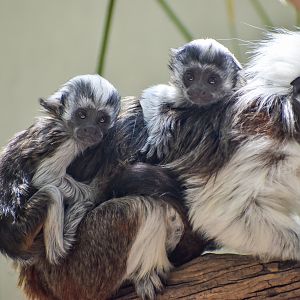 Cottontop Tamarin twins