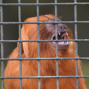 Golden Lion Tamarin - imported from Europe