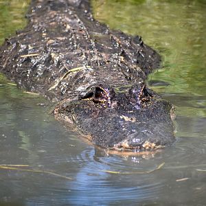 American Alligator
