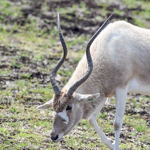 Addax