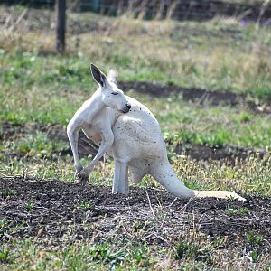White Red Kangaroo