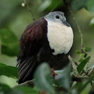 Santa Cruz Ground Dove (Pampusana sanctaecrucis)