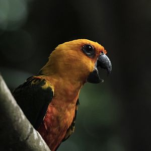 Jandaya Parakeet (Aratinga jandaya)