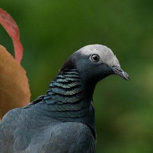 White-crowned Pigeon (Patagioenas leucocephala)
