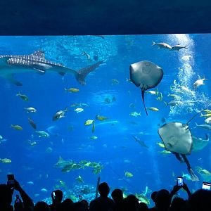 Whale Shark Tank