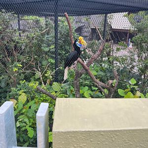 Knobbed Hornbill