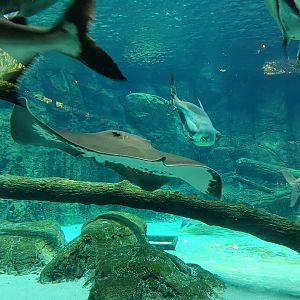 Giant Freshwater Stingray