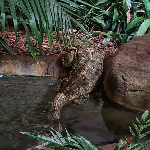 Rimba - Asian water monitor after a swim