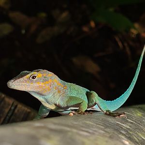 Bush - Free-roaming Guadalupian anole