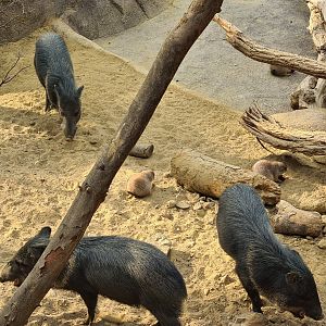Desert - Black-tailed prairiedog and Collared peccary