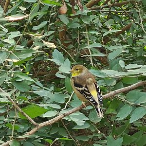 Desert - American goldfinch