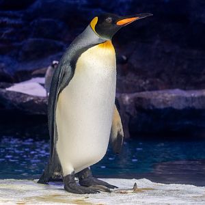 King Penguin (Aptenodytes patagonicus)