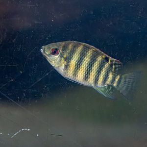 Fish ID - Safari Park Dvůr Králové