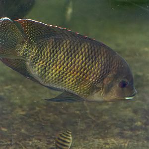 Fish ID - Safari Park Dvůr Králové