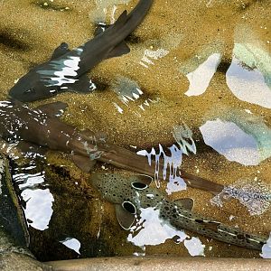 Brown Banded Bamboo Sharks and Epaulette Shark