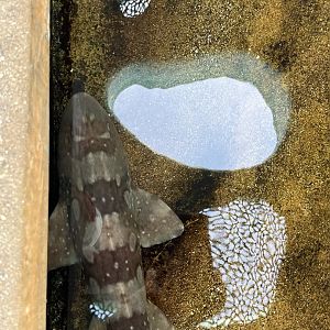 White Spotted Bamboo Shark