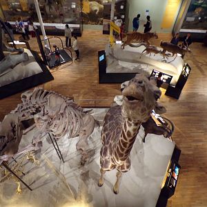 View of giraffe from second floor 26.8.23