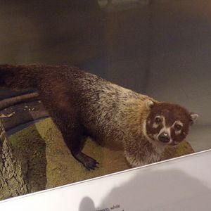 Coati 26.8.23