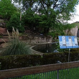 Magellanic penguin enclosure