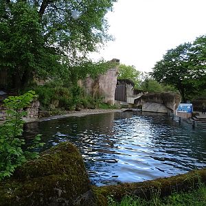 Magellanic penguin enclosure