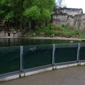 Magellanic penguin enclosure