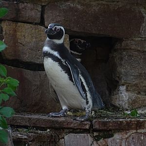 Magellanic penguin (Spheniscus magellanicus)