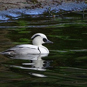 Smew (Mergellus albellus)