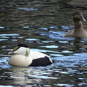 European eider (Somateria mollissima mollissima)