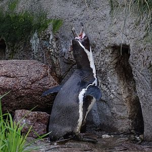 Humboldt penguin (Spheniscus humboldti)