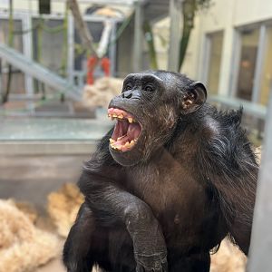 Chimp in Cultural Center