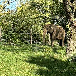 African Elephant in Grassy Exhibit