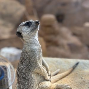 Meerkat