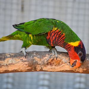 Ornate Lorikeet, Saudareos ornata