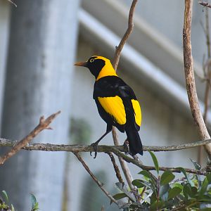 Regent Bowerbird, Sericulus chrysocephalus