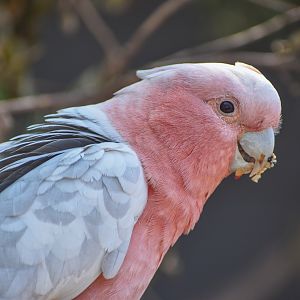 Major Mitchell's Cockatoo x Galah hybrid