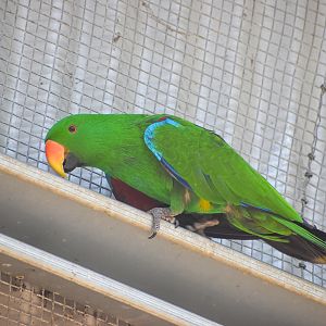 Eclectus Parrot