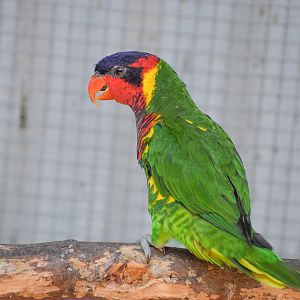 Ornate Lorikeet