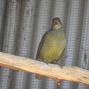 Satin Bowerbird