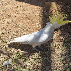 Sulphur-crested Cockatoo