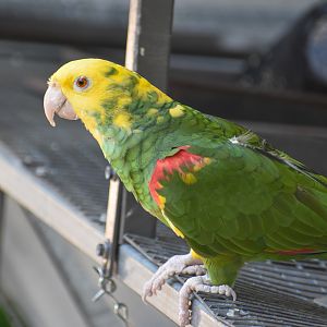 Double Yellow-headed Amazon
