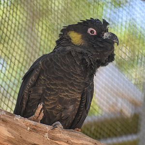 Yellow-tailed Black Cockatoo