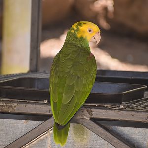 Double Yellow-headed Amazon