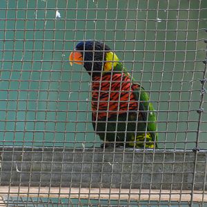 Coconut Lorikeet